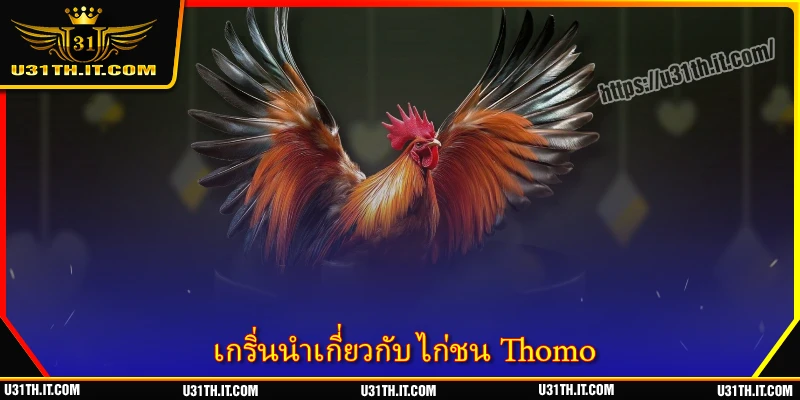 เกริ่นนำเกี่ยวกับ ไก่ชน Thomo