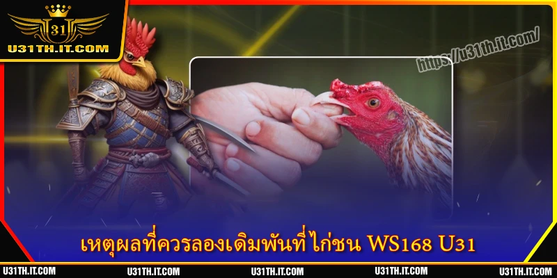 เหตุผลที่ควรลองเดิมพันที่ ไก่ชน WS168 U31