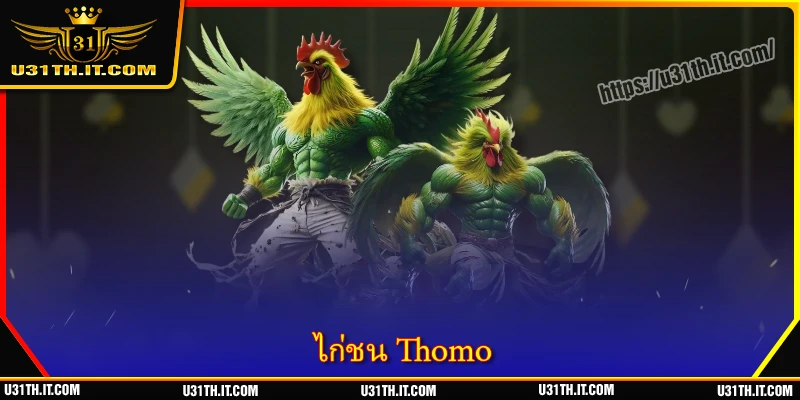 ไก่ชน Thomo - สัมผัสประสบการณ์ความบันเทิงสุดเร้าใจระดับสูงสุด