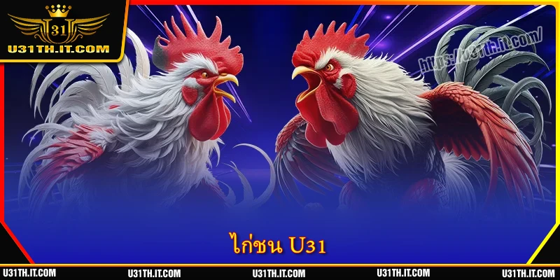 ไก่ชน U31 - เร้าใจทุกวินาที เดิมพันสดแบบเรียลไทม์