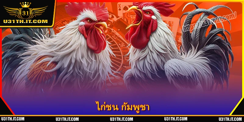 ไก่ชน กัมพูชา - สังเวียนชีวิตและความตายของเหล่าไก่ชน